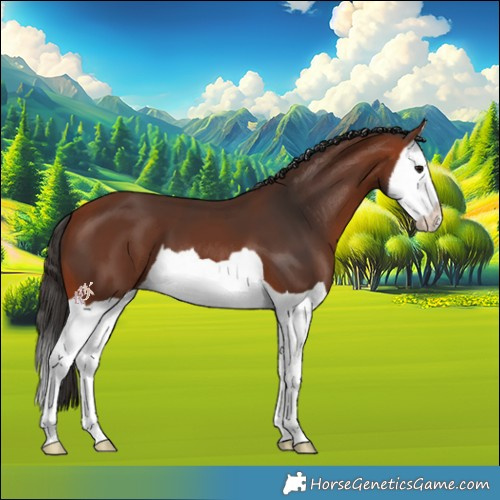 Horse Color:Bay Splash 