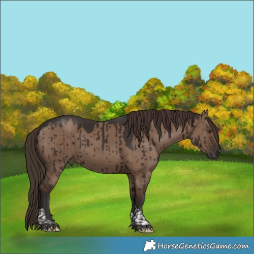 Horse Color:Liver Red Dun Tobiano Rabicano Brindle 