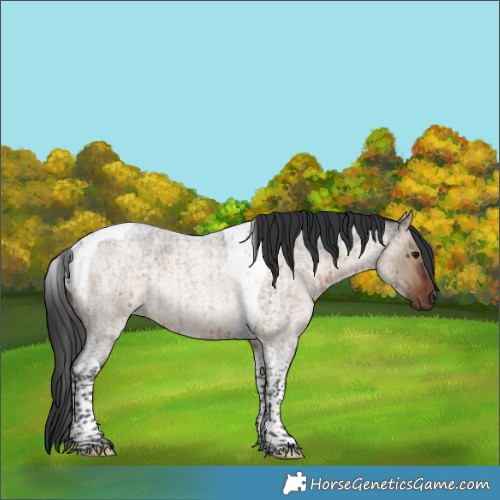 Horse Color:Brown Roan Dun Tobiano Rabicano Brindle