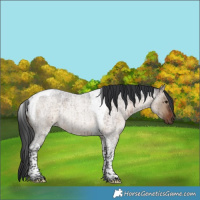 Horse Color:Brown Roan Dun Tobiano Rabicano Brindle 