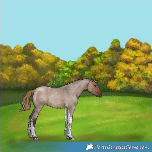 Horse Color:Liver Red Dun Roan Tobiano Rabicano Brindle 