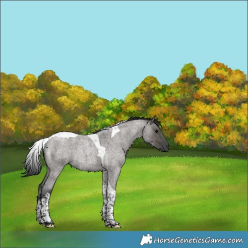 Horse Color:Grullo Roan Tobiano Rabicano Brindle 
