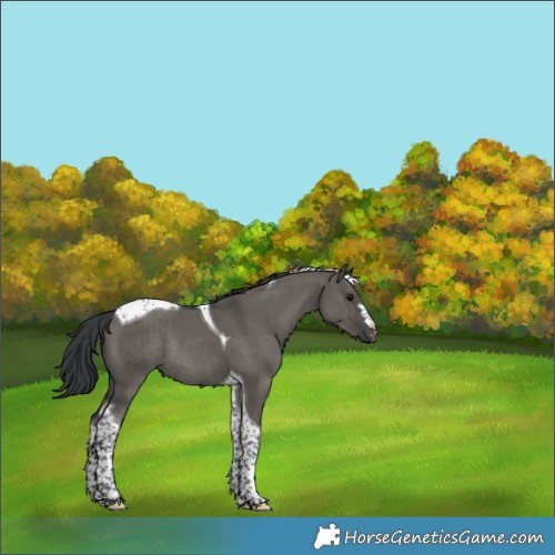 Horse Color:Grullo Tobiano Rabicano Brindle 