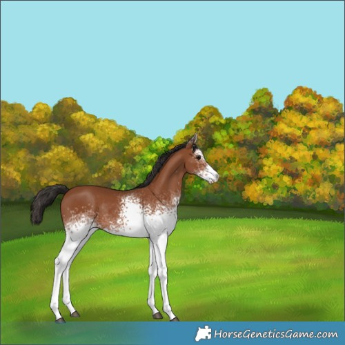 Horse Color:White Spotted Bay Rabicano 