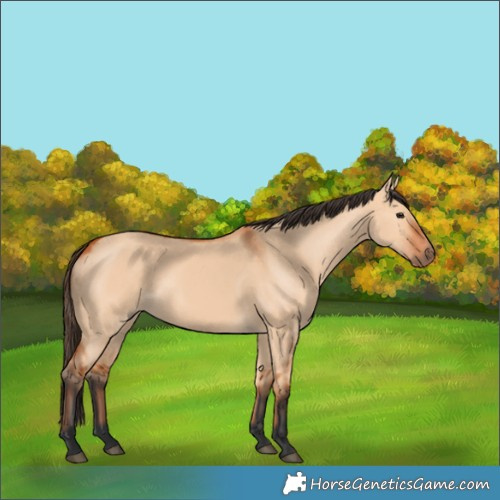 Horse Color:Bay Dun 