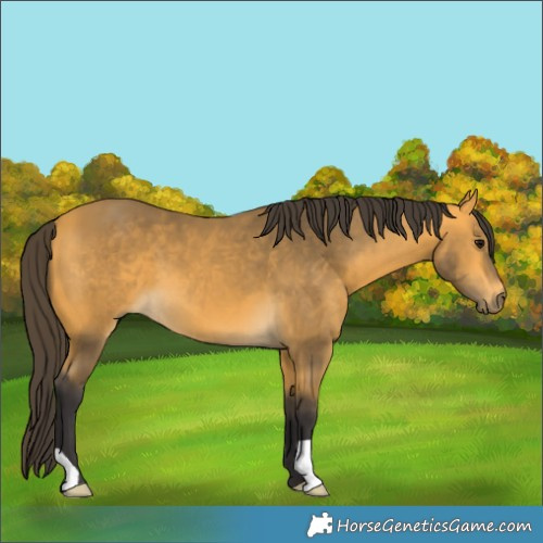 Horse Color:Buckskin 