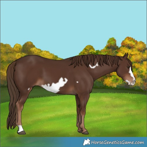 Horse Color:Liver Chestnut Frame 