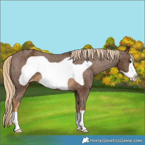 Horse Color:Chocolate Palomino Frame Appaloosa 