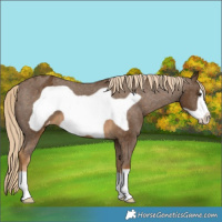 Horse Color:Chocolate Palomino Frame Varnish 