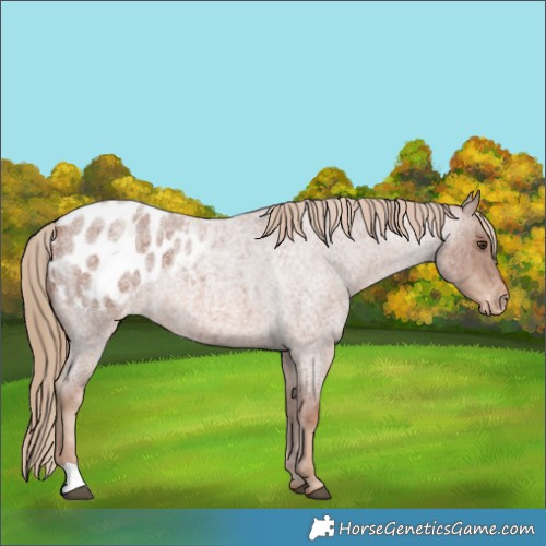 Horse Color:Red Roan Appaloosa 