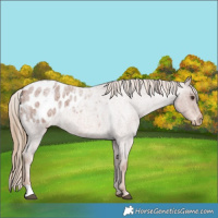 Horse Color:Red Roan Blanket 