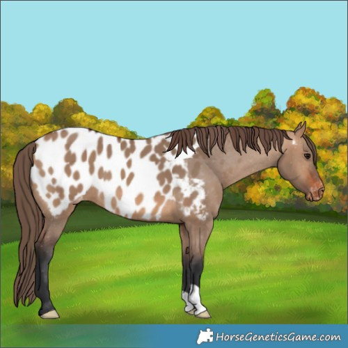 Horse Color:Bay Dun Appaloosa 