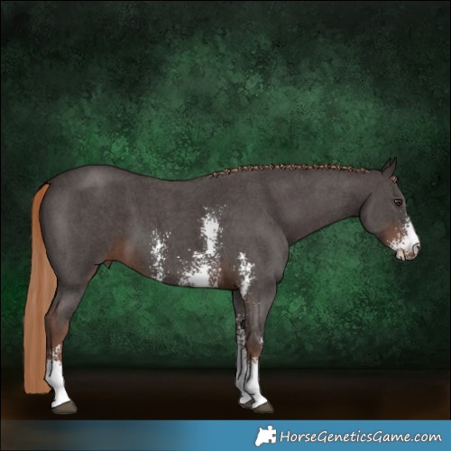 Horse Color:Liver Chestnut Sabino 