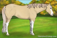 Horse Color:Red Dun Splash
