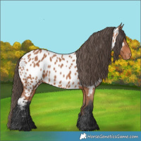 Horse Color:Bay Appaloosa 