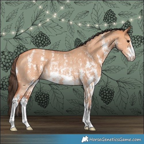 Horse Color:Bay Dun Sabino Rabicano 