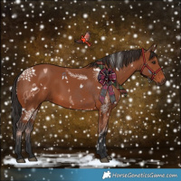Horse Color:White Spotted Bay Rabicano 