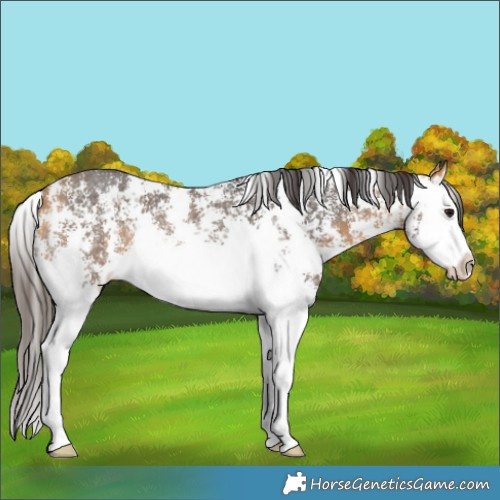 Horse Color:Buckskin Sabino Splash Rabicano 