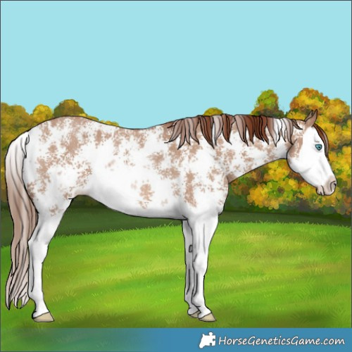 Horse Color:Red Dun Sabino Splash Rabicano 