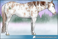 Horse Color:Red Dun Sabino Splash Rabicano