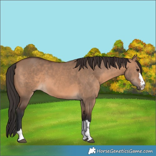 Horse Color:Brown Dun Rabicano 