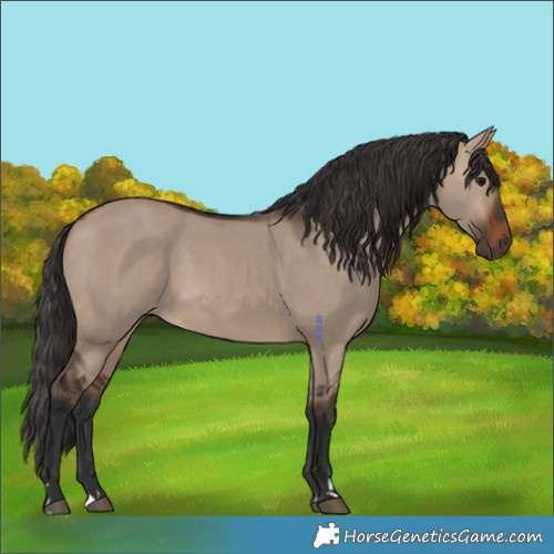 Horse Color:Brown Dun 