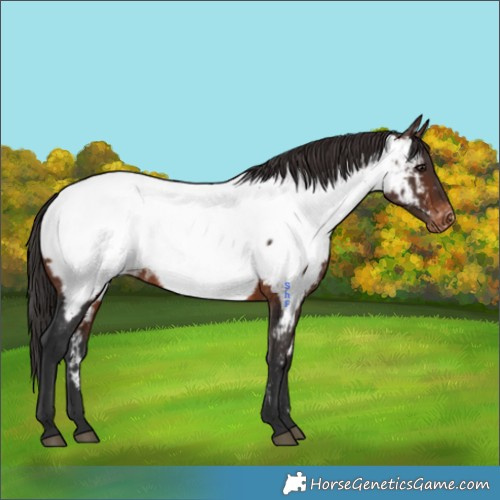 Horse Color:Brown Appaloosa