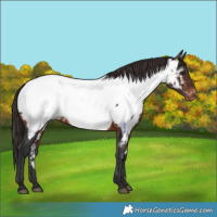 Horse Color:Brown Appaloosa