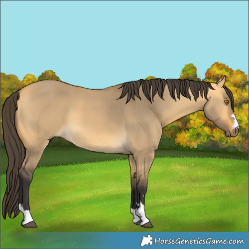 Horse Color:Buckskin Dun 