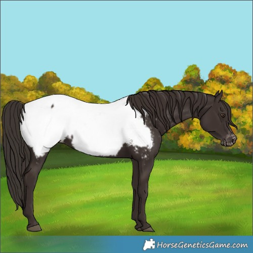 Horse Color:Liver Chestnut Appaloosa 