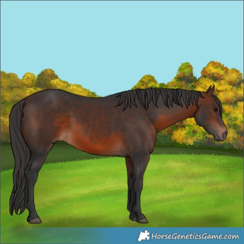 Horse Color:Brown 