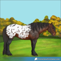 Horse Color:Brown Appaloosa 