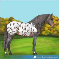 Horse Color:Brown Appaloosa 