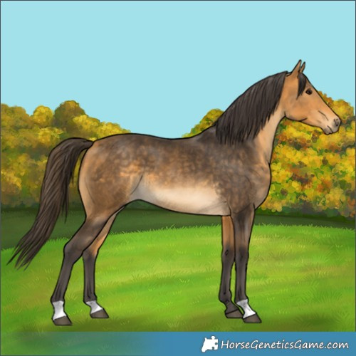 Horse Color:Buckskin 