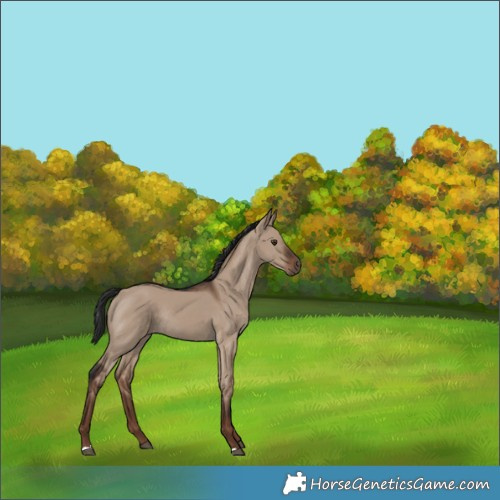 Horse Color:Liver Red Dun Rabicano 