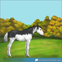 Horse Color:White Spotted Black Splash 