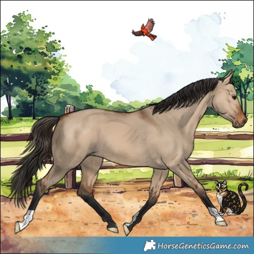 Horse Color:Bay Dun 