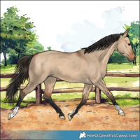 Horse Color:Bay Dun 