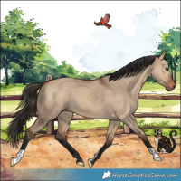 Horse Color:Bay Dun 