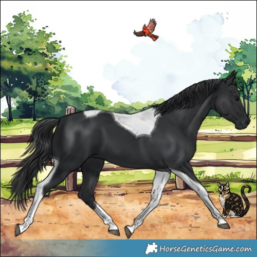 Horse Color:Black Tobiano
