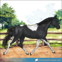 Horse Color:Black Tobiano 