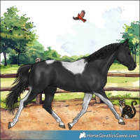 Horse Color:Black Tobiano 
