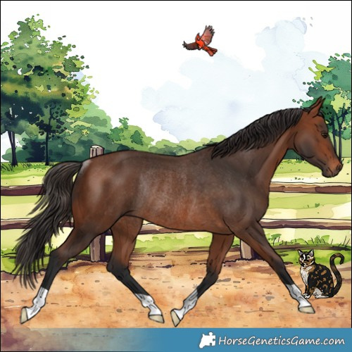 Horse Color:Bay Rabicano 