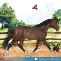 Horse Color:Bay Rabicano 