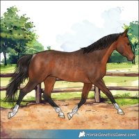 Horse Color:Bay Rabicano 