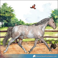 Horse Color:White Spotted Bay Appaloosa 