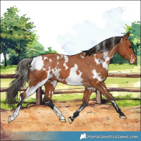 Horse Color:White Spotted Bay Appaloosa 