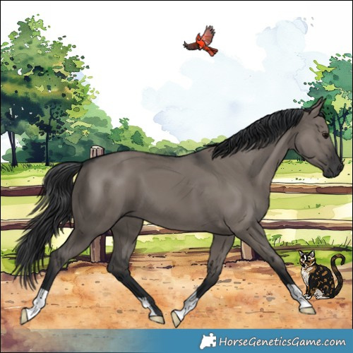 Horse Color:Grullo 