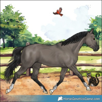 Horse Color:Grullo