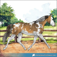 Horse Color:White Spotted Buckskin Splash 